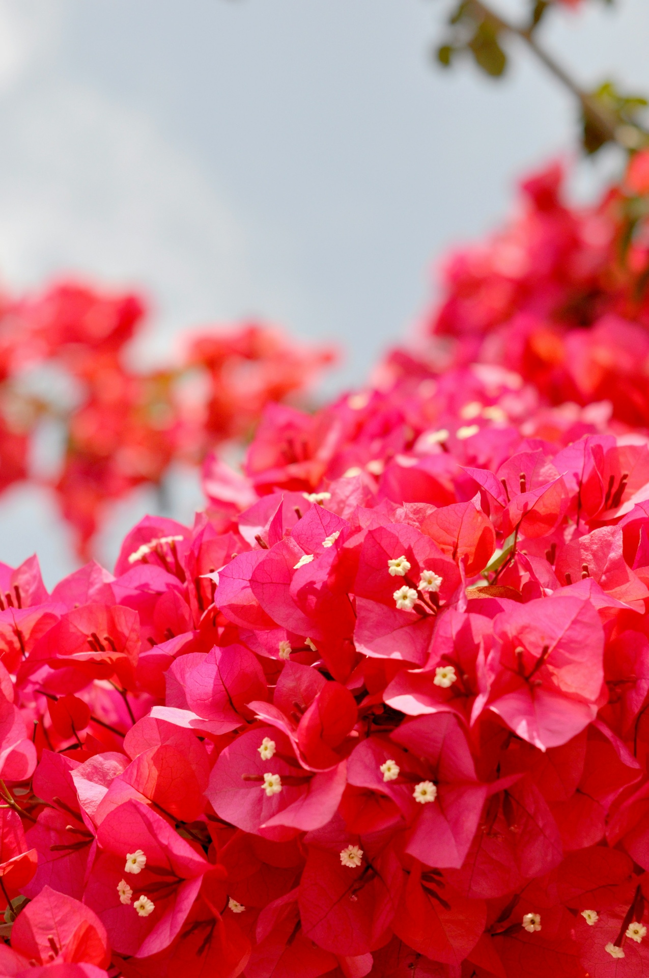 A cluster of vivid pink bougainvillea flowers against a soft grey sky.