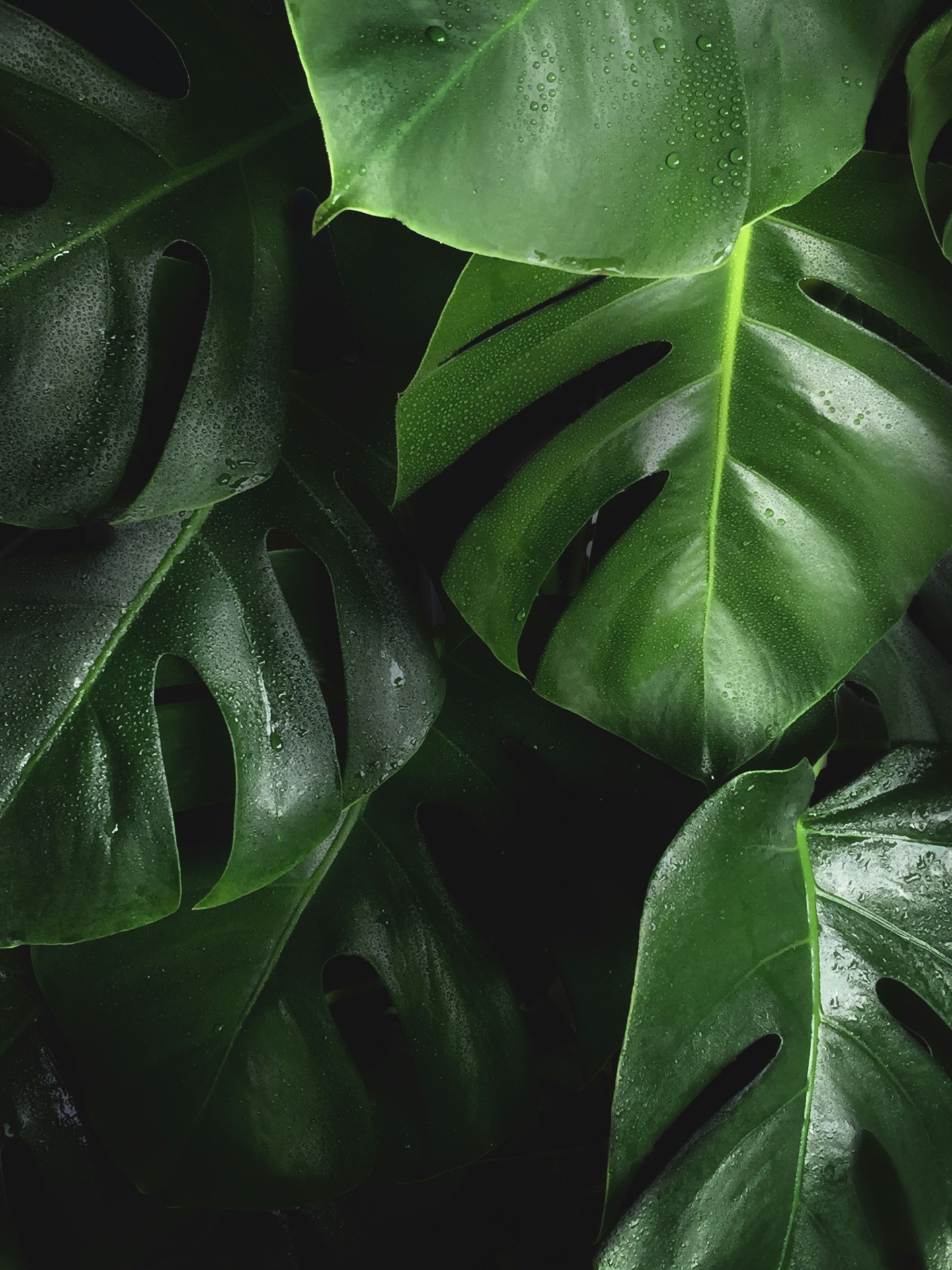Lush, rain-kissed monstera leaves in deep green, quietly alive.